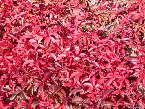 Parthenocissus quinquefolia (Viţă canadiană) - cu ghiveci 1 Litru